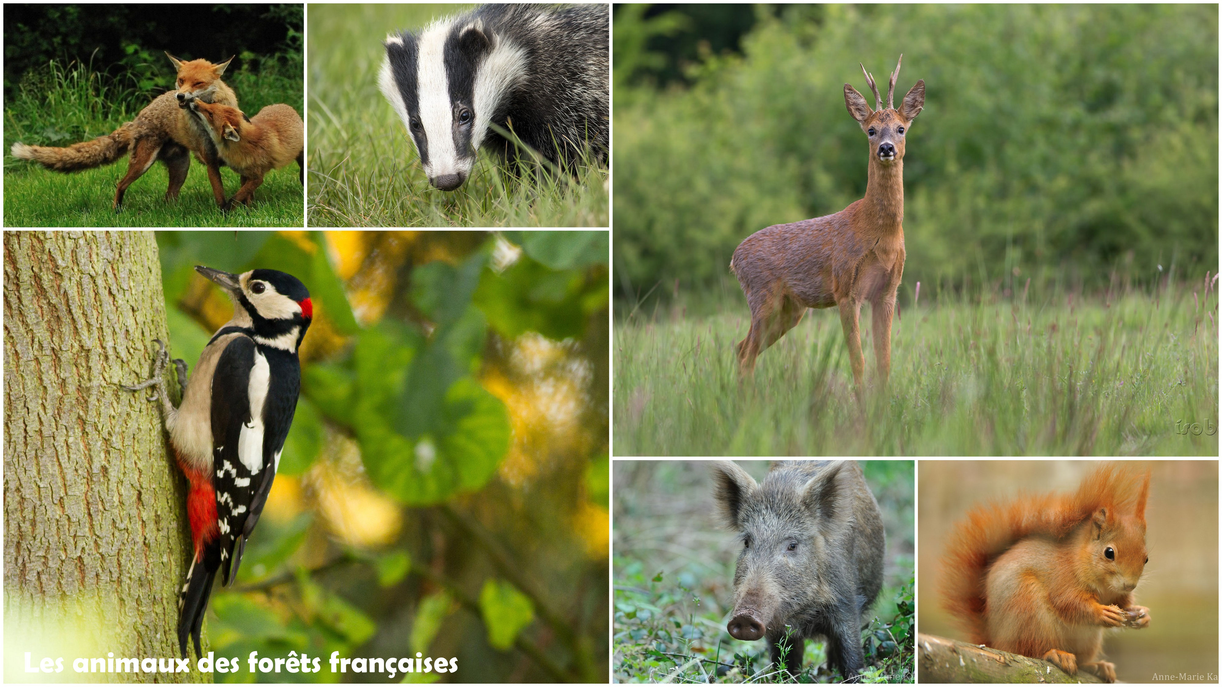 Les animaux des forêts françaises (1ère partie) - Diconimoz