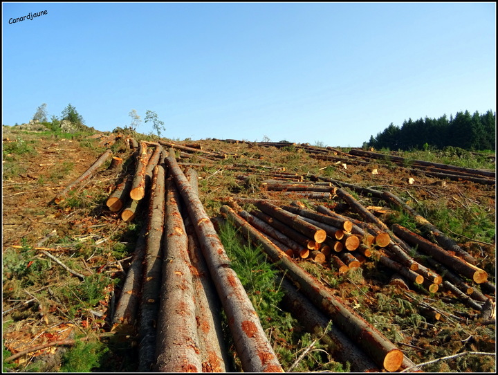 L'enrésinement de nos forêts en cataclysme apocalyptique