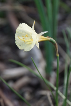 Le jaune, la joie