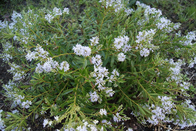 Hebe ' Diosmifolia ', véronique arbustive.