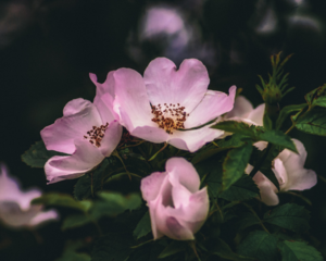 Rose musquée Rosa Canina (pureskinfood)