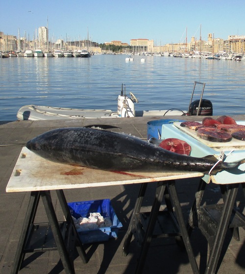 Retour de pêche au Vieux-Port à Marseille