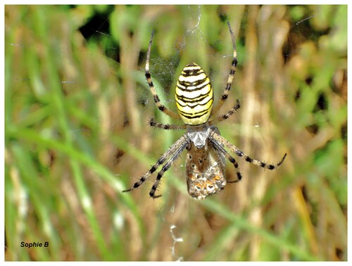 Araignées