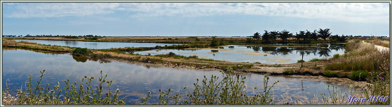 Vue panoramique sur les marais - Ars-en-Ré - Île de Ré - 17