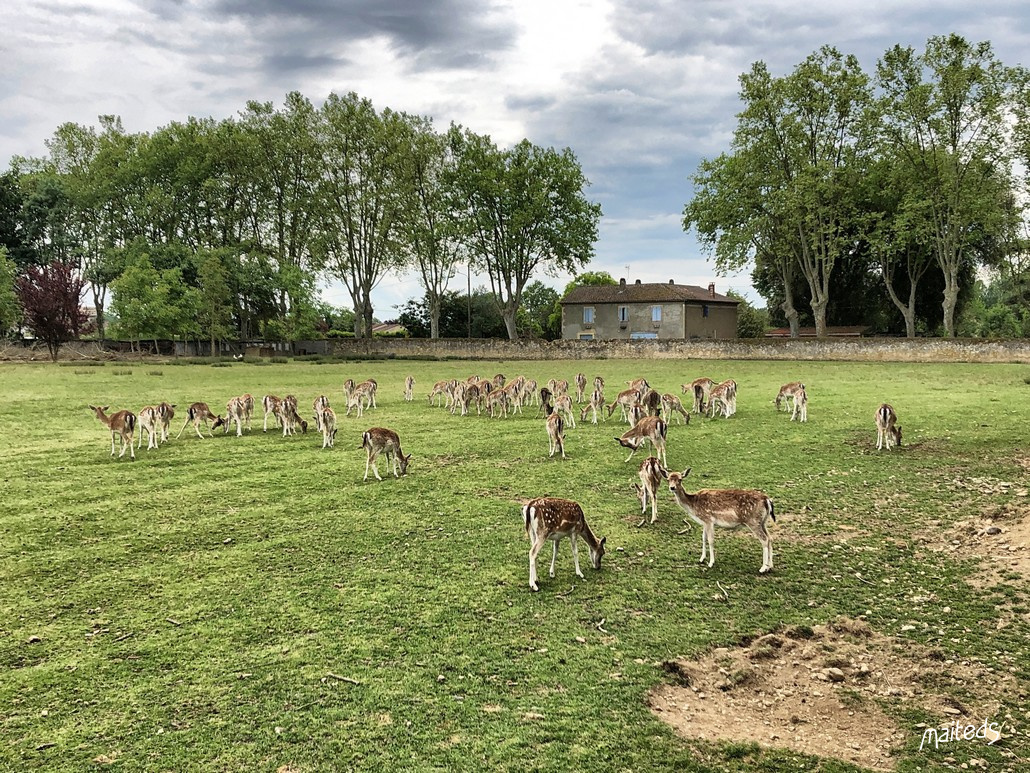 Daims de L'Isle-de-Noé - Gers