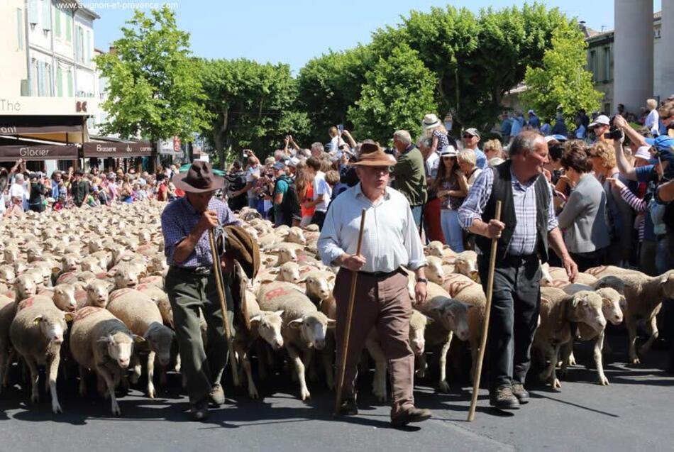 Fête de la transhumance en Lozère, Occitanie