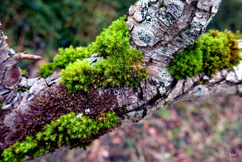 De la mousse sur l'arbre