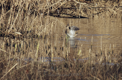 23-11-2014 becassines des marais-canard colvert-chevalier cul-blanc-martin pecheur