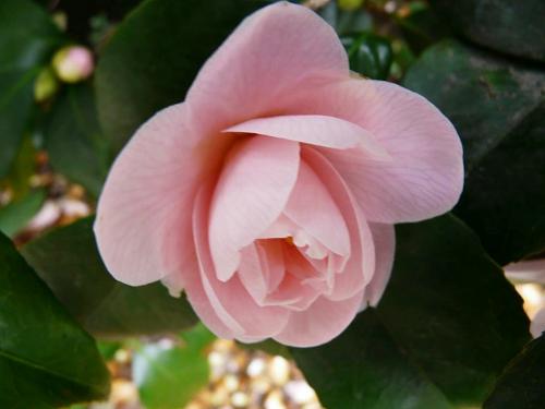 Camelia Fleur de Pêcher