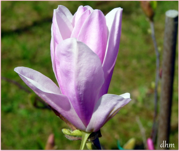 Fleurs de mon jardin