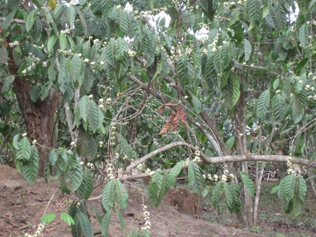 Togo Région des Plateaux Caféiers