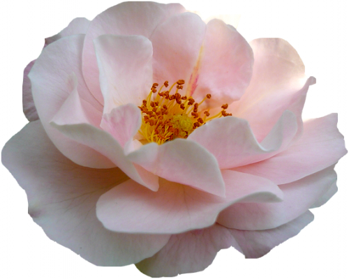 Tube fleur, tube roses