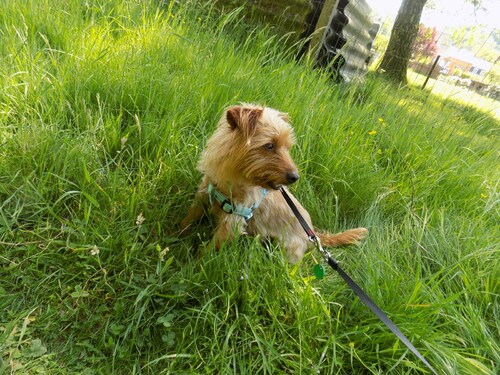 Woopy dans l'herbe
