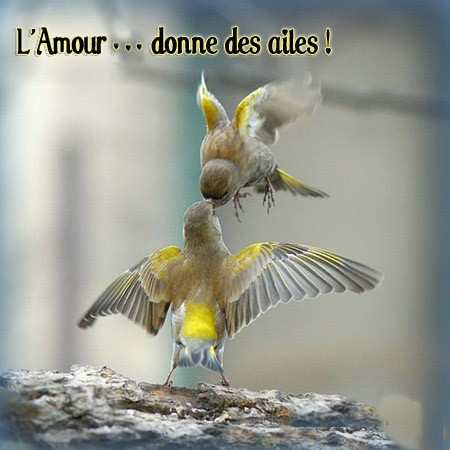 oiseaux-amour-fete