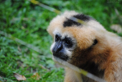 (4) La femelle gibbon à favoris blancs.