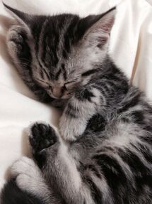 Trop cute le petit chaton | Baby katzen, Katzen ...