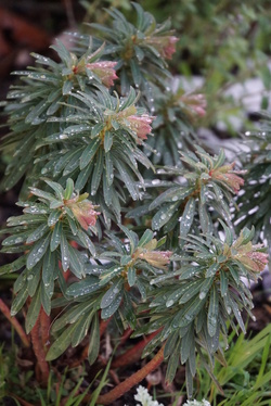 euphorbia martinii baby charm