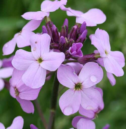 Vertus médicinales des plantes sauvages : Julienne des dames