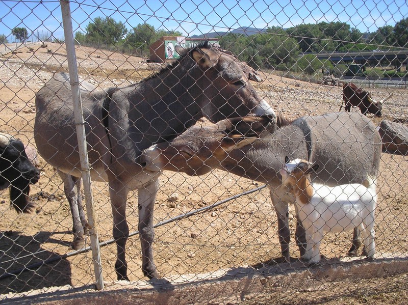 Les animaux du zoo de Fréjus