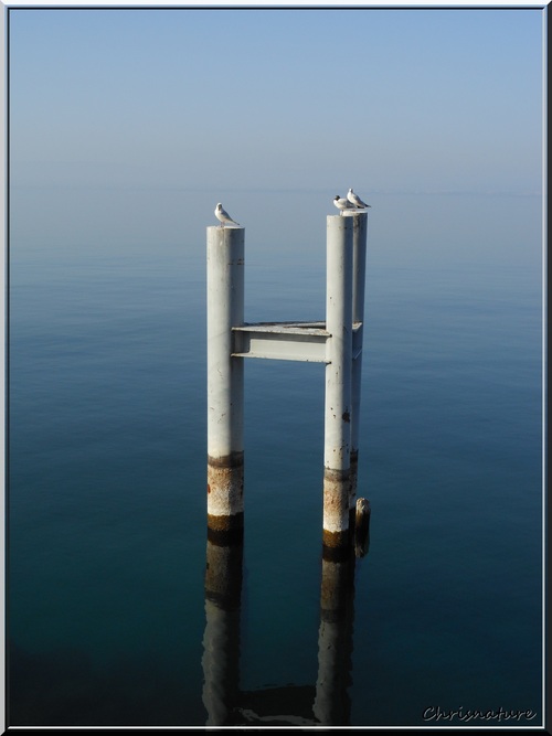  reflet dans l'eau (lac Lémant )