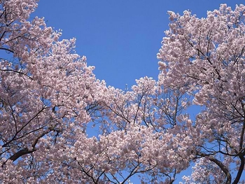 Japanese_Cherry_Blossom_wallpapers_GA048