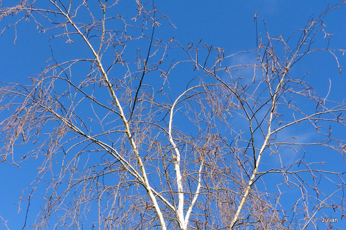 Branches sans les feuilles !