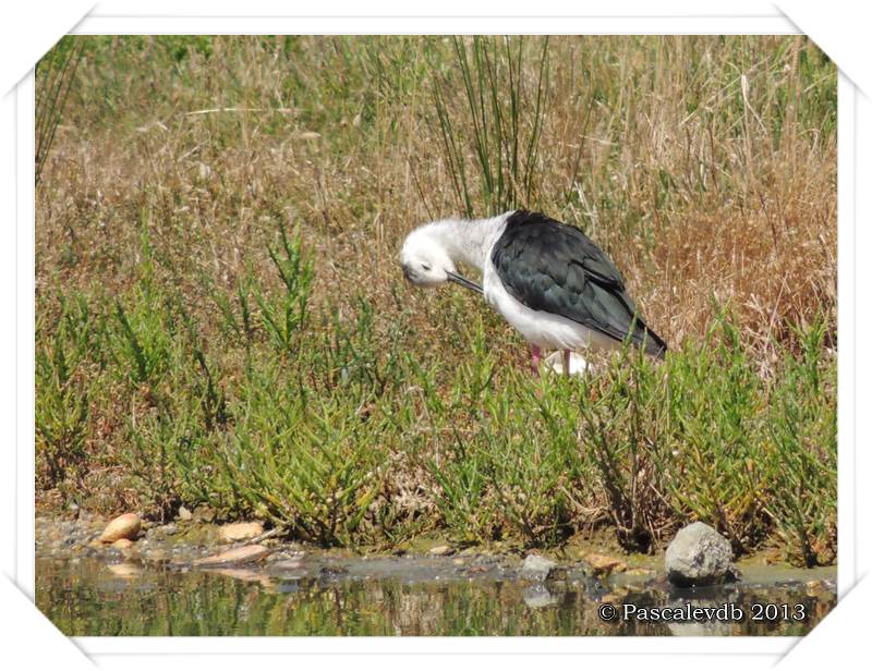 Pause ornithologique estivale au Teich - 8/12