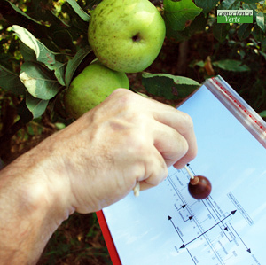 recherche radiesthésique valeur énergétique pomme sur un arbre