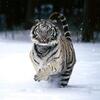 Tigre blanc de Sibérie qui court