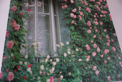La Bonne Maison, jardin de roses anciennes