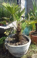 trachycarpus wagnerianus