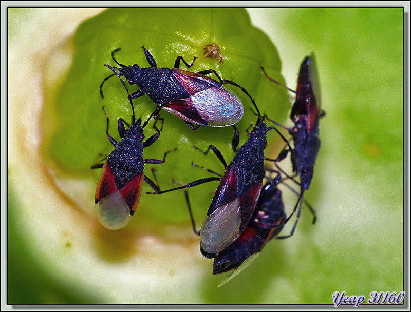 Punaises du tilleul (Oxycarenus lavaterae) ici sur formation de graines d'hibiscus des marais - Lartigau - Milhas - 31