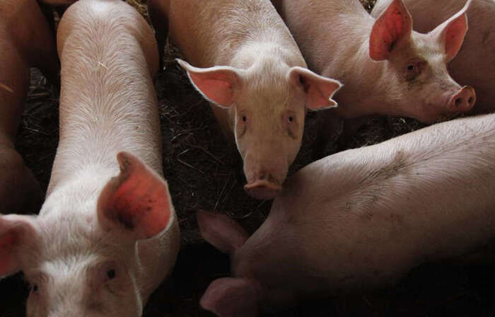 Maltraitance animale : Images et témoignage choc de L214 dans un élevage de porc de l’Yonne