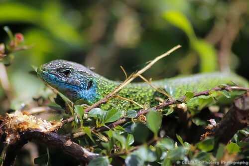 lezard vert- Lacerta viridis - saint jean de chevelu - Savoie