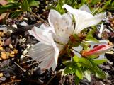 Identification par les fleurs !