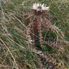 Carline acaule à tige (Carlina acaulis subsp. caulescens)