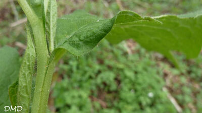 Symphytum tuberosum - Consoude tubéreuse