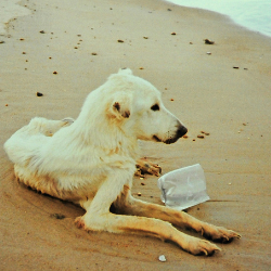 chien errant sur la plage