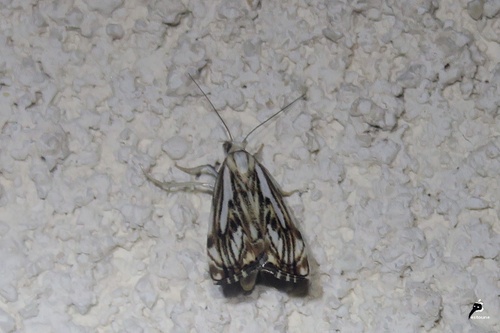 Catoptria falsella (le Crambe douteux)