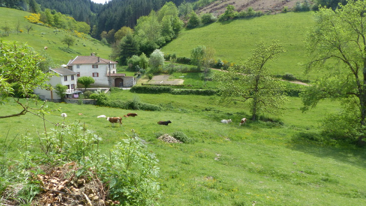 En chemin avec les boucs et les chèvres..