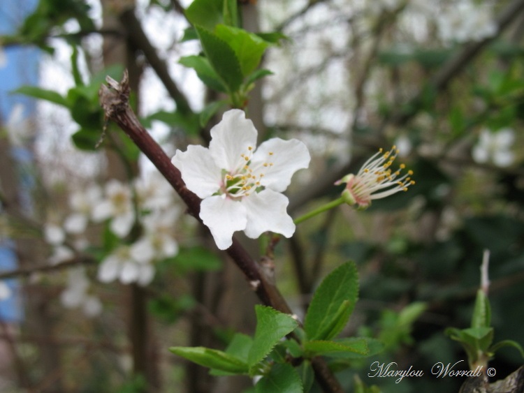 Un air de printemps