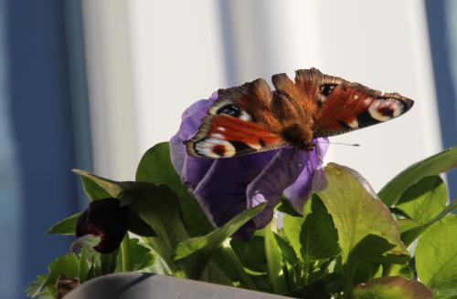 Les papillons sont de retour