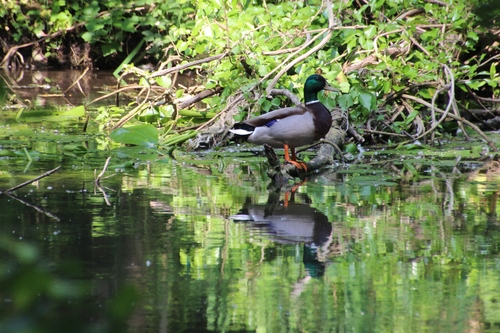 en balade au bord de l'Essonne