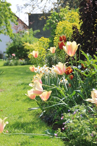 Tulipe BLUSHING LADY