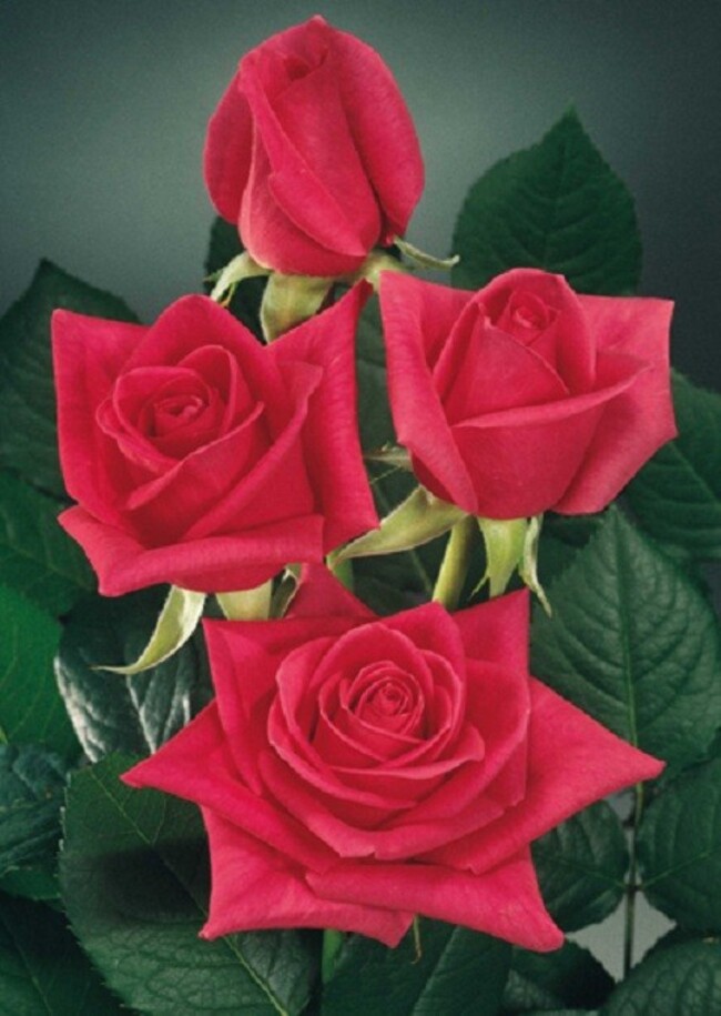 10 Images de Roses