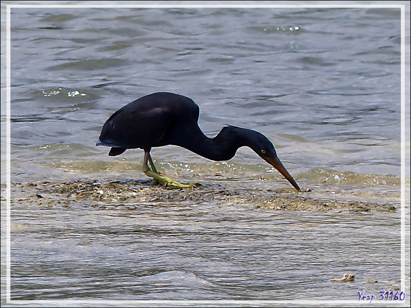 La bonne chasse de l'Aigrette sacrée, Pacific Reef Heron (Egretta sacra) - Raiatea - Polynésie française