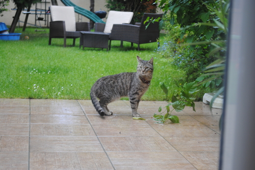 Chat élégant. 