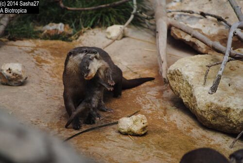 Bébé et Papa Loutre.