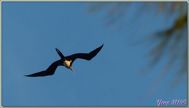 Le vol des frégates - Bird Island - Seychelles