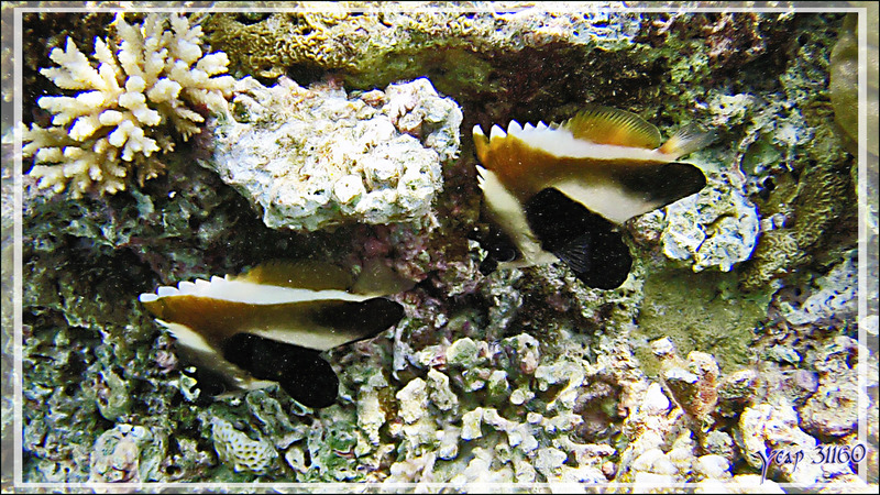 Poisson cocher fantôme ou Hénioche singulier, Phantom bannerfish (Heniochus pleurotaenia) - Snorkeling à Athuruga - Atoll d'Ari - Maldives 